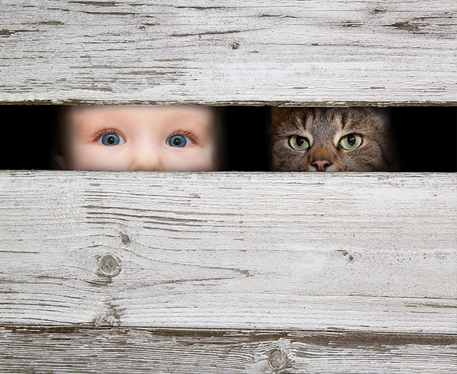 Kids And Pets - Photos On Canvas - Baby Cat Peek A Boo