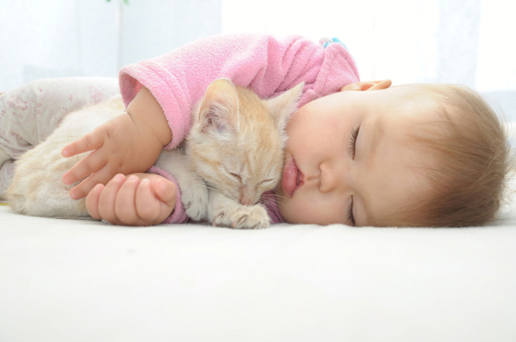 Kids And Pets - Photos On Canvas - Baby Kitten