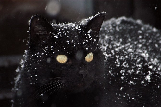 Cat Photos - Black Cat And Flakes