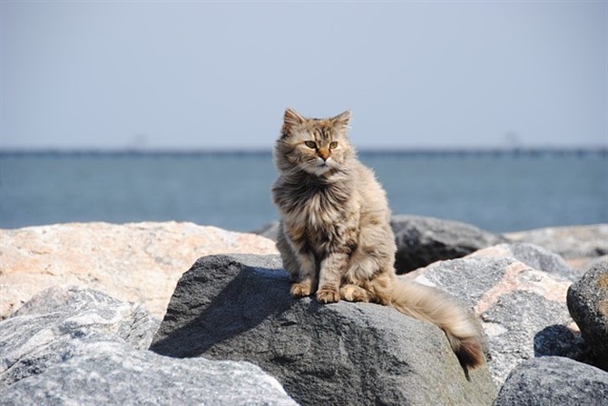 Cat Photos - Cat On Beach Rocks