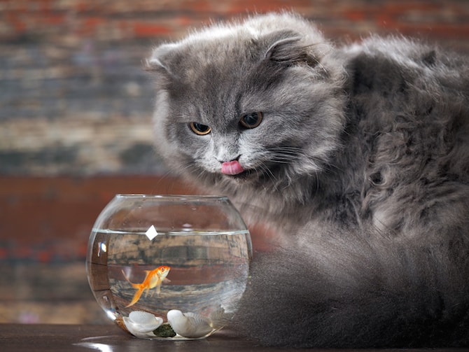 Cat Photos - The Cat And Gold Fish