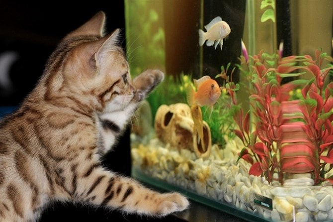 Cat Photos - Kitten And Aquarium
