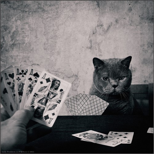 Cat Photos - Playing Cards