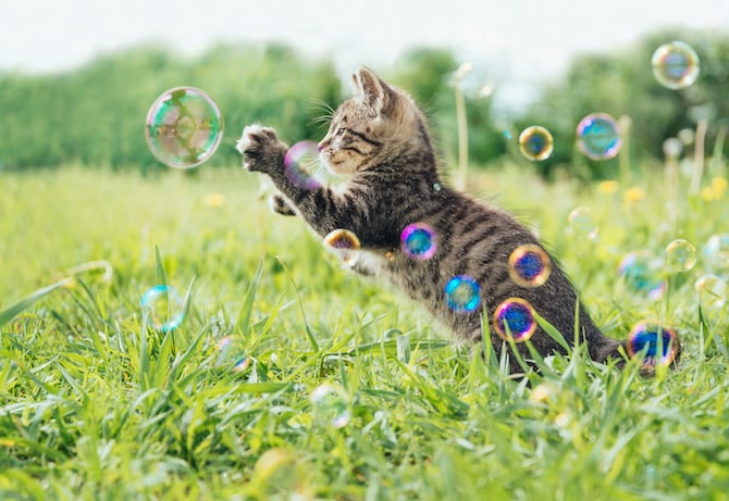 Cat Photos - Kitten Playing With Soap Bubbles