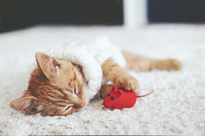 Cat Photos - Ginger Kitten Playing With Mouse