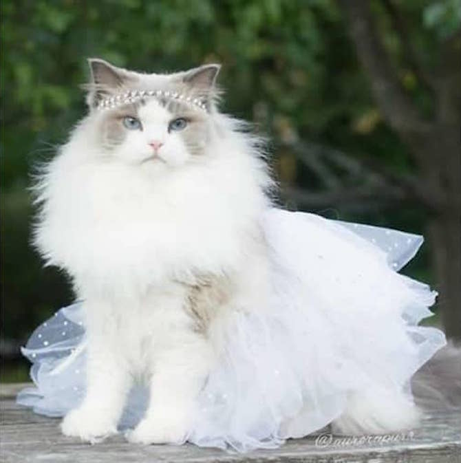 Cat Photos - Princess Cat Is Waiting For Her Prince
