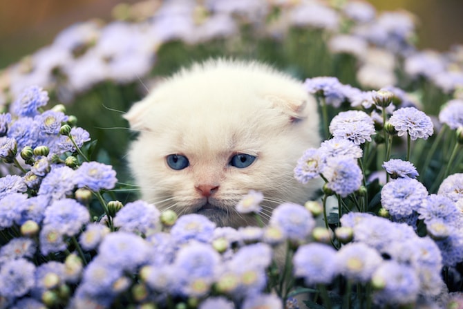 Cat Photos - Kitten Sitting In Flower