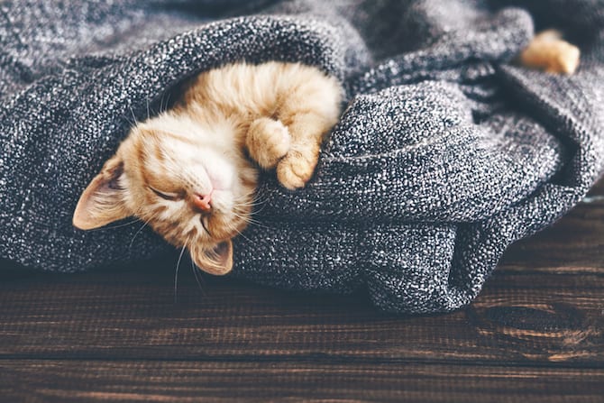 Cat Photos - Gigner Kitten Sleeping