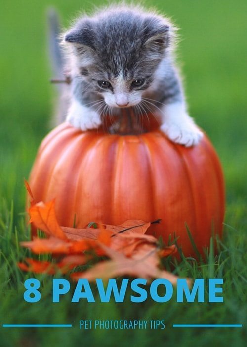 8 Pawsome Pet Photography Tips
