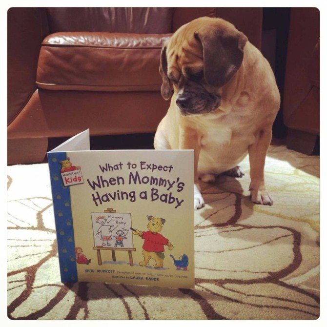 Announcing Pregnancy - Puppy