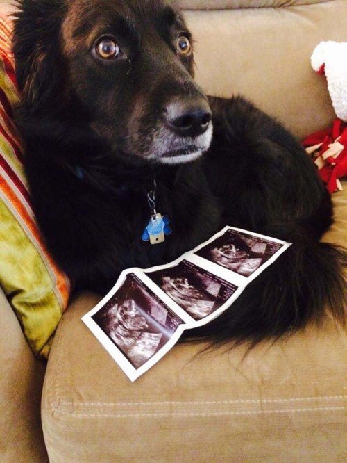 Announcing Pregnancy - Ultrasound