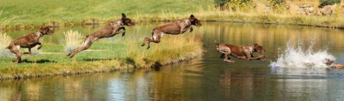 Panoramic Photography - Animal