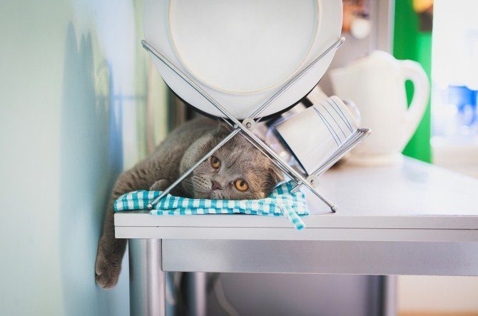 Pet Photography Tips - Be Ready