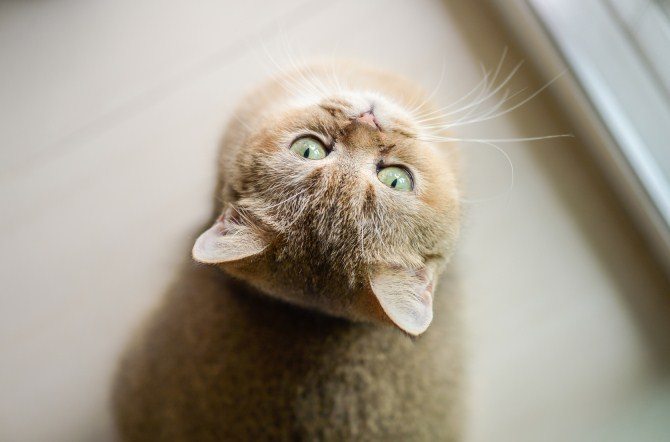 Pet Photography Tips - Change The Angle