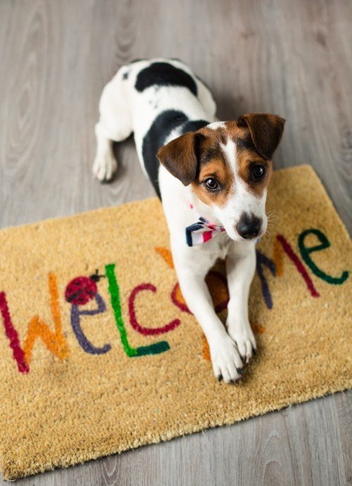 Pet Photography Tips - Lightning