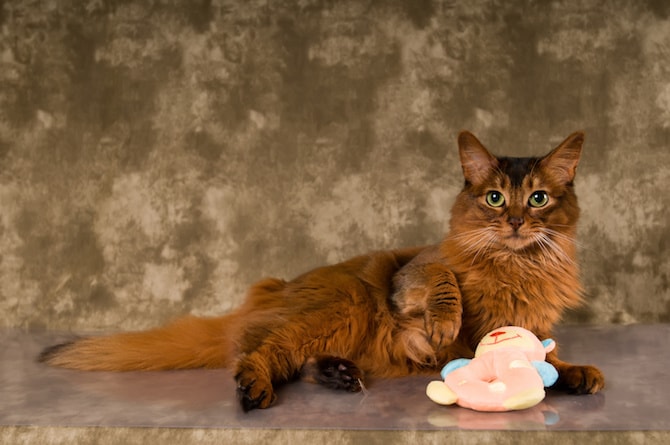 Cat Photos - Favourite Toy