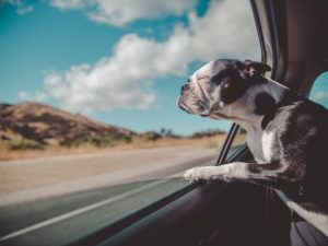 pet photography dog window