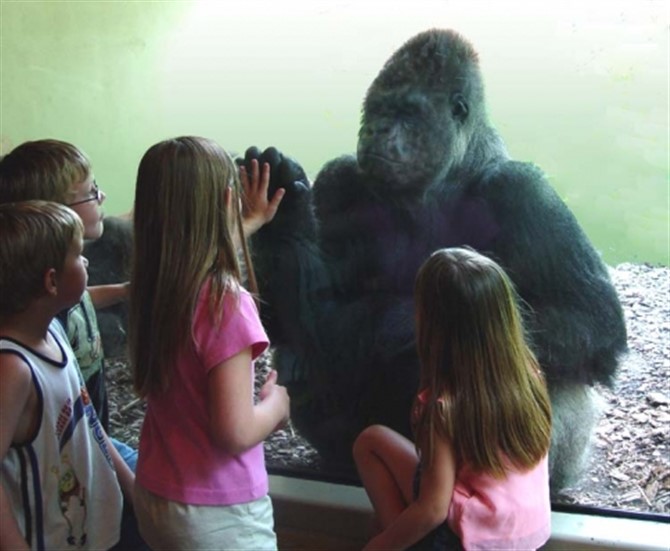 Bad Parenting - Kids In The Zoo