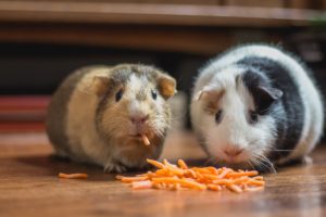 hamsters pet photography