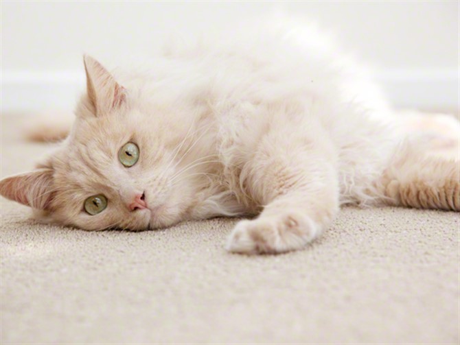 Cat Photos - Snug As A Bug In A Rug