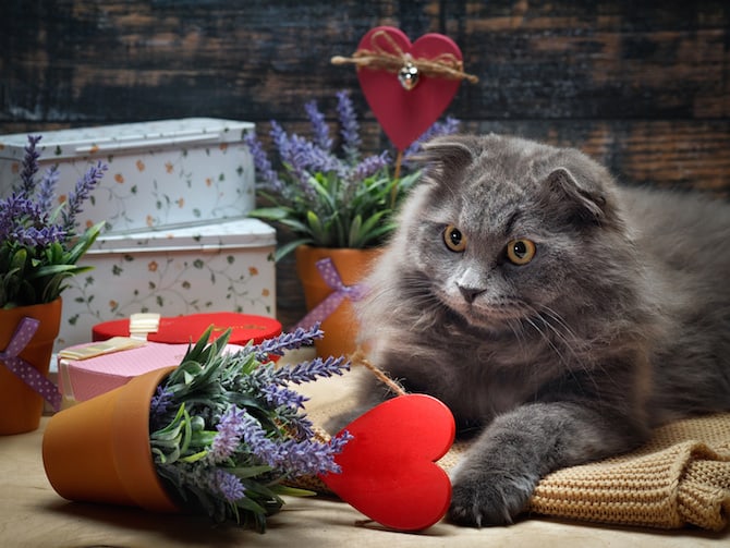 Cat Photos - Naughty Cat