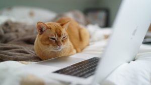 cat pet photography