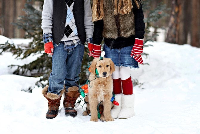 Christmas Photos - Pets Outside