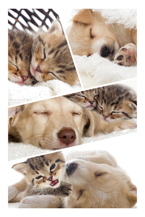 Craft For Toddlers - Pet Print