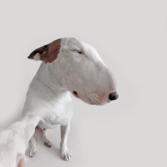 Dog Photography - Silly Selfie