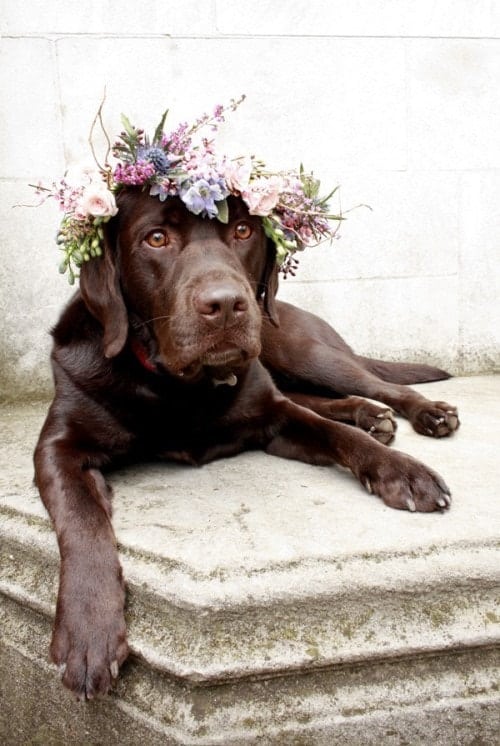 Dog Photography - Sophisticated