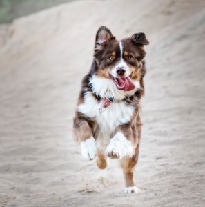 dog action shot running