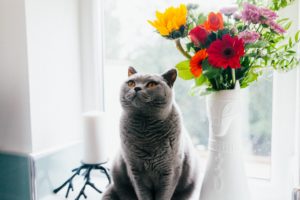 cat pet photography