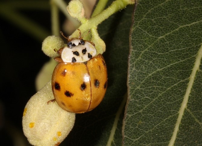 Nature Photos - Backyard Get Close