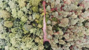 Drone-photography-for-beginners-forest