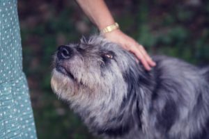 dog pat photography