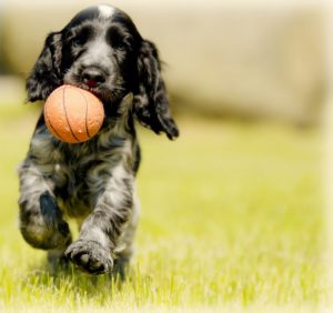 dog action shot