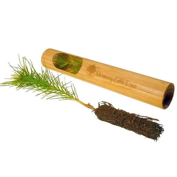 Sympathy Gifts - Memory Tree