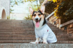 dog personality
