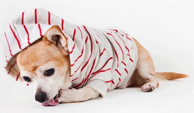 Thoughtful Gifts - Pet Hoodie