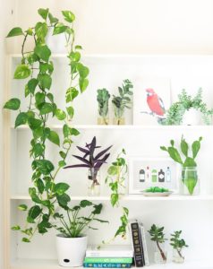 10-easy-interiors-trends-to -try-in-your-home-plants