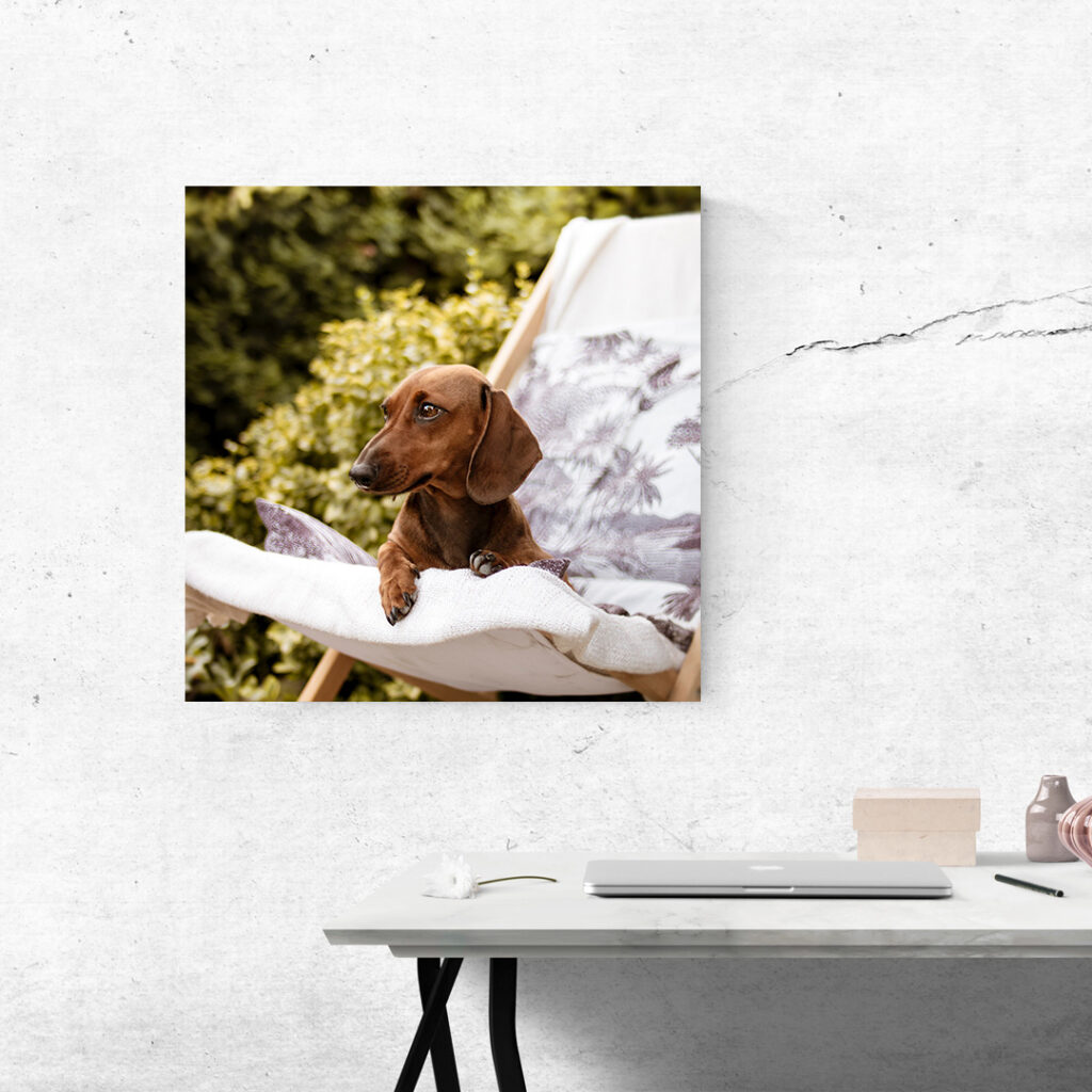 wall art for children sausage dog