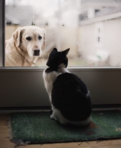 dog and cat staring through window pet photography