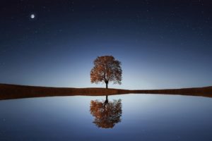 reflections lake tree