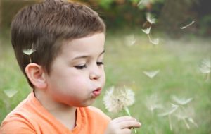 little boy blowing dandelion seeds