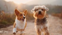17 Simple Tips To Help You Master Pet Photography