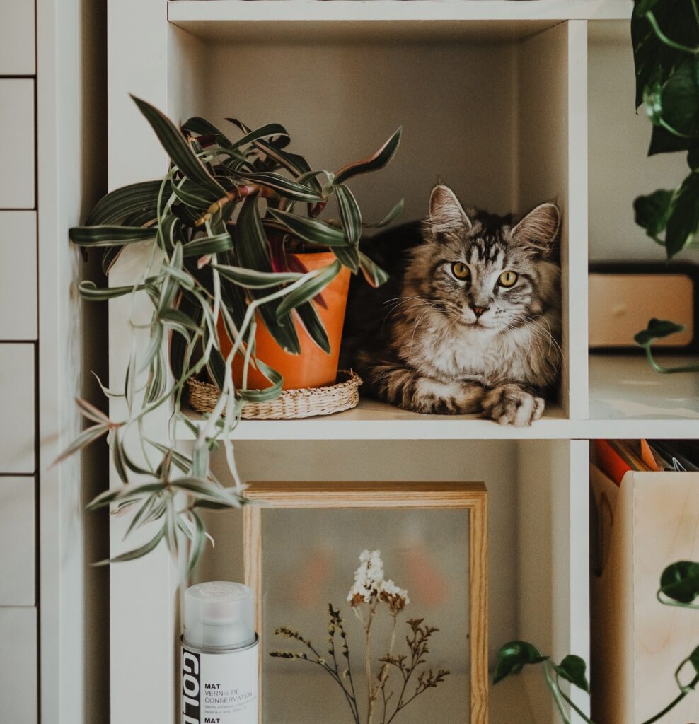 styling shelves cat