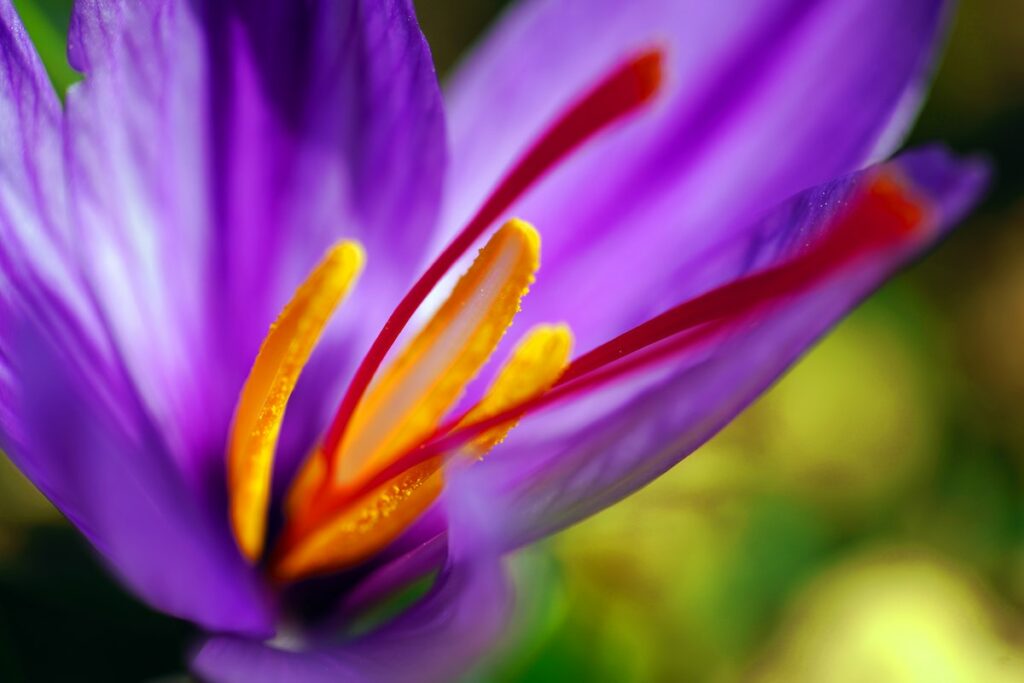 flower close up