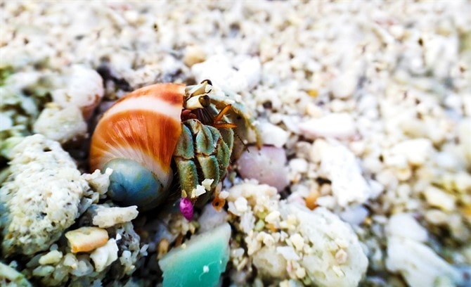 Nature Photos - Beach Crab