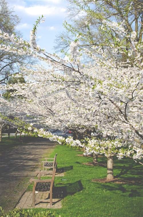 Nature Photos - Park Blossom Tree