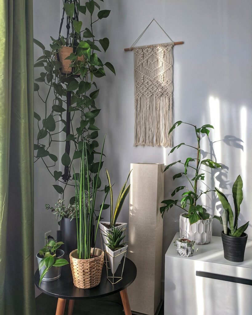 indoor plants